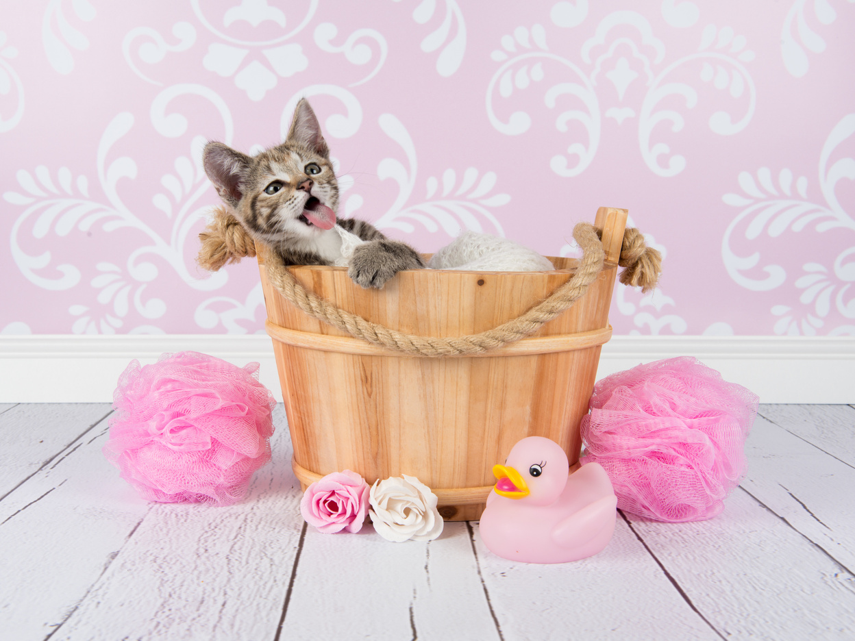 Kitten in Wooden Bath